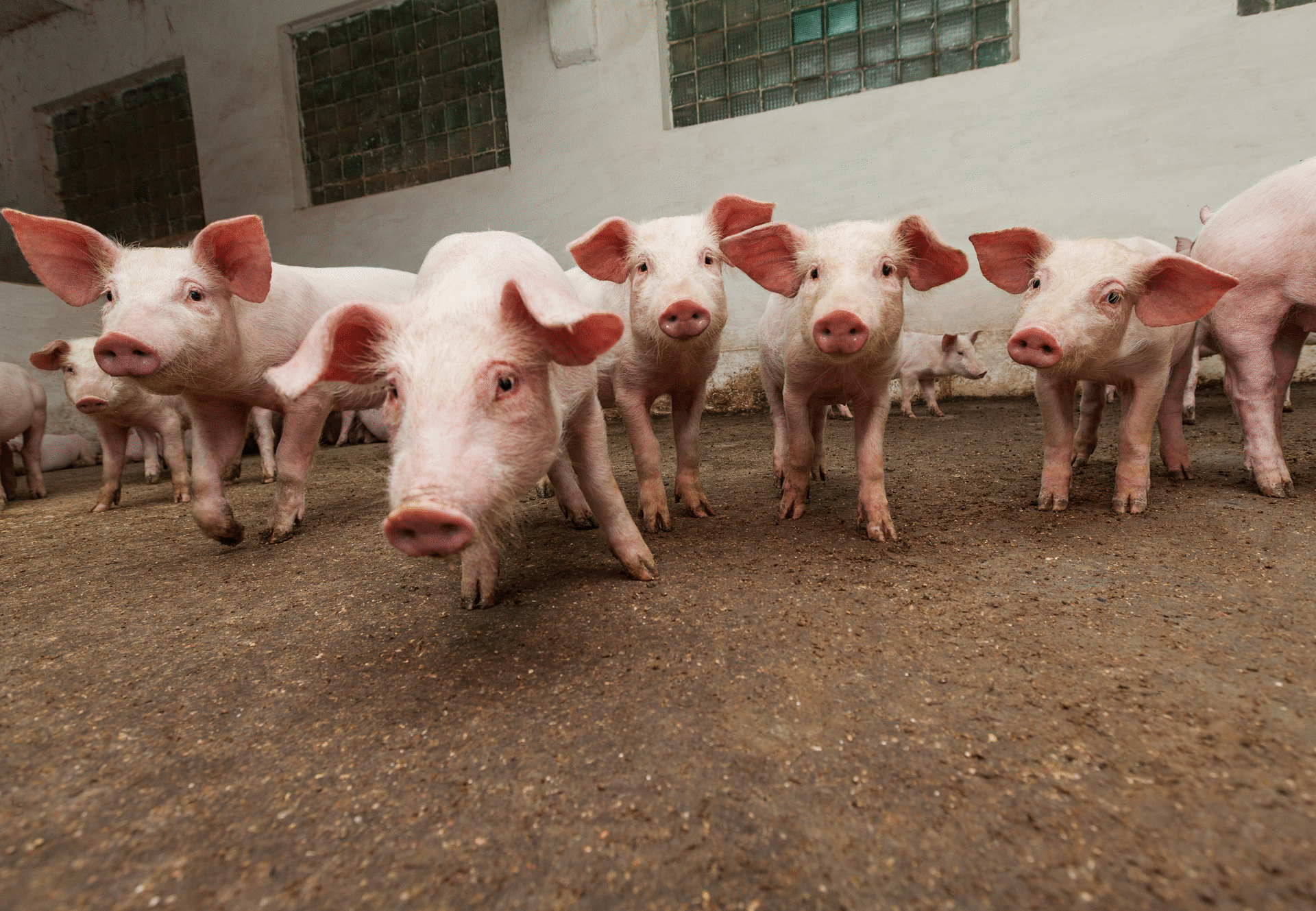 Banff Pork Seminar January 7 - 9, 2025